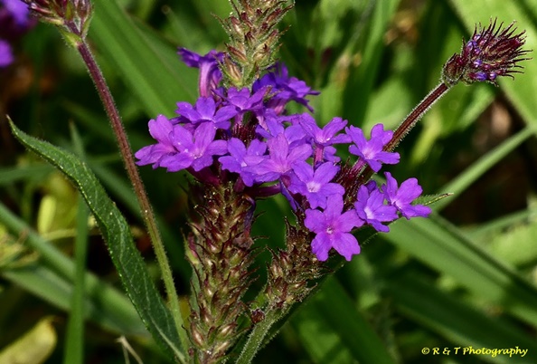 {Verbena rigida}